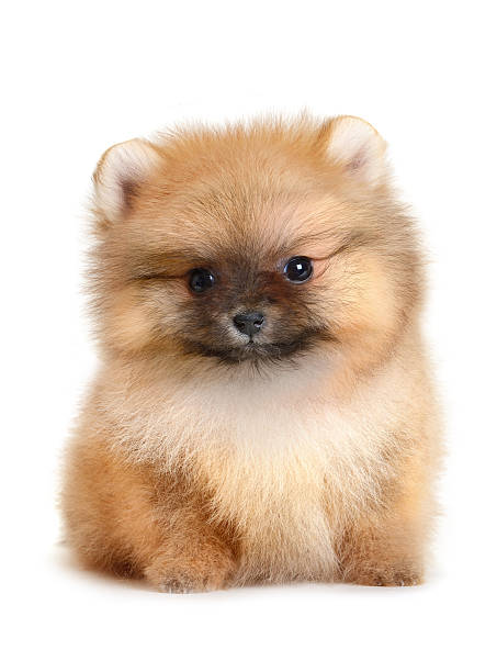 Healthy Pomeranian puppy for sale in the USA from a trusted breeder