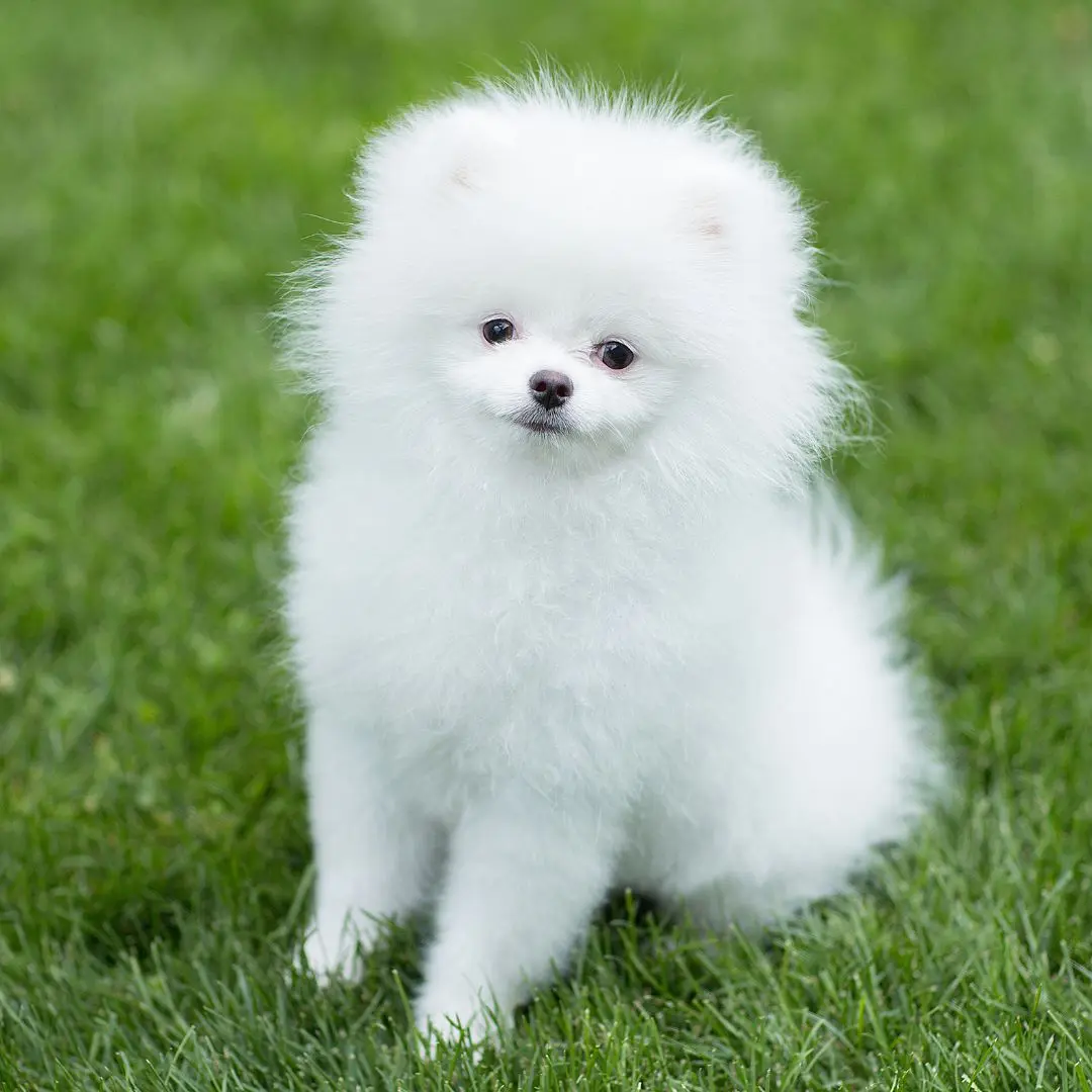 Pomeranian Puppy FAQ Image